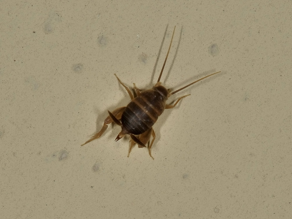 myrmecophilus acevorum?